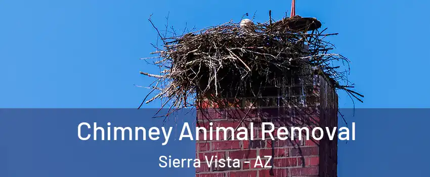 Chimney Animal Removal Sierra Vista - AZ