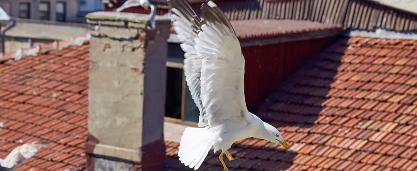 Residential Chimney Animal Removal Solution in Sierra Vista, AZ