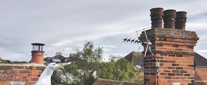 Chimney Cleaning And Restoration in Sierra Vista, Arizona